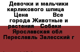 Девочки и мальчики карликового шпица  › Цена ­ 20 000 - Все города Животные и растения » Собаки   . Ярославская обл.,Переславль-Залесский г.